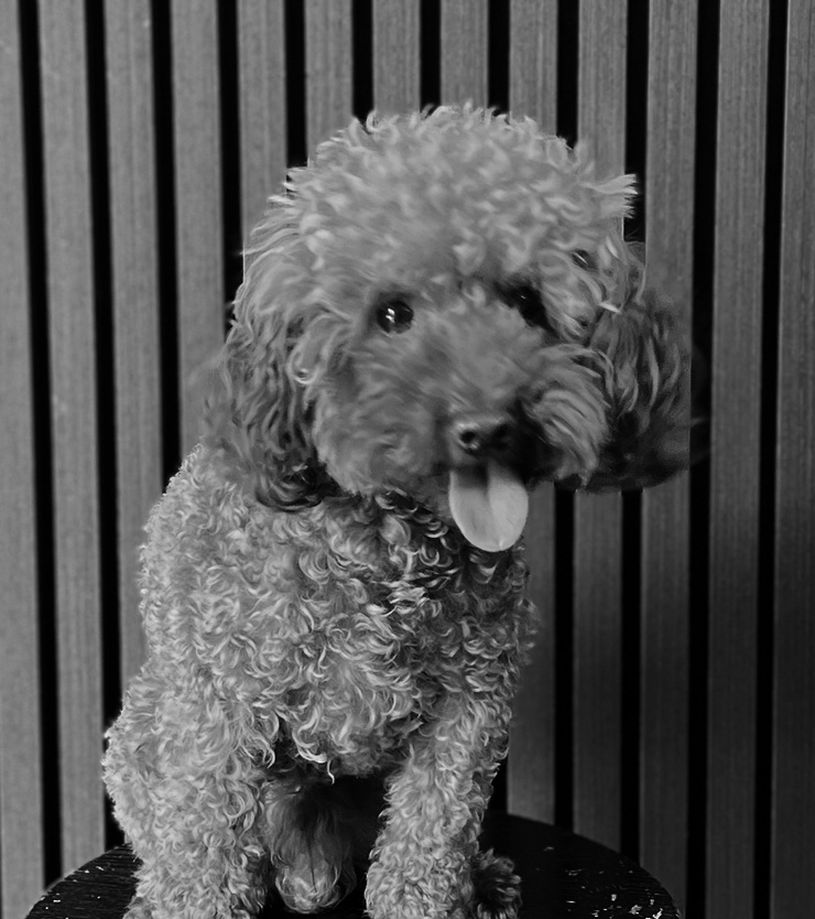 Louie